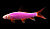 Лабео (GloFish) малиновый, S